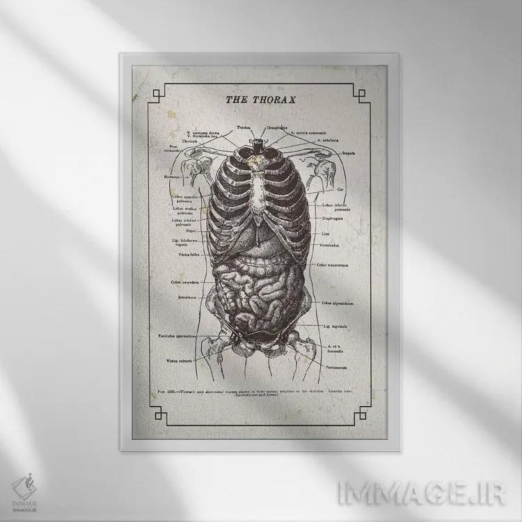 تابلو دکوراتیو آناتومی قفسه سینه اثر چارت اسمارت دکور - نمای قابدار سفید