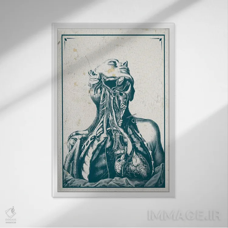 تابلو دکوراتیو کالبدشکافی قفسه سینه و گردن اثر چارت اسمارت دکور - نمای قابدار سفید