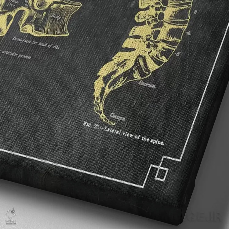 تابلو دکوراتیو استخوان های ستون فقرات اثر چارت اسمارت دکور - نمای نزدیک بافت بوم