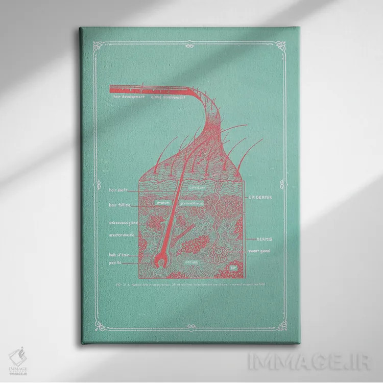 تابلو دکوراتیو لایه های پوست اثر چارت اسمارت دکور - نمای روبهرو روی دیوار