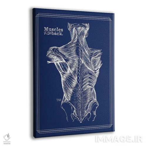 تابلو دکوراتیو عضلات کمر اثر چارت اسمارت دکور - نمای پرسپکتیو محصول