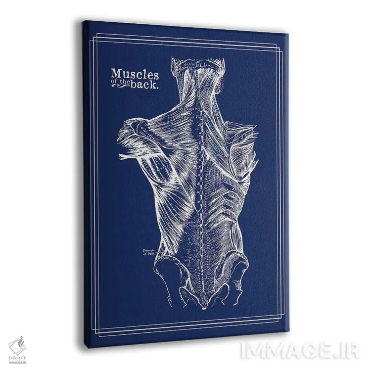 تابلو دکوراتیو عضلات کمر اثر چارت اسمارت دکور - نمای پرسپکتیو محصول