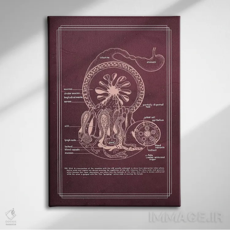 تابلو دکوراتیو آناتومی دستگاه گوارش: روده باریک اثر چارت اسمارت دکور - نمای روبهرو روی دیوار