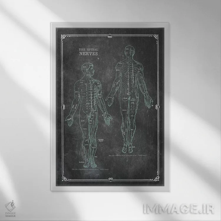 تابلو دکوراتیو آناتومی اعصاب نخاعی اثر چارت اسمارت دکور - نمای قابدار سفید