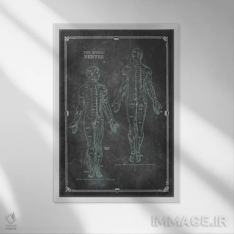 تابلو دکوراتیو آناتومی اعصاب نخاعی اثر چارت اسمارت دکور - نمای قابدار سفید