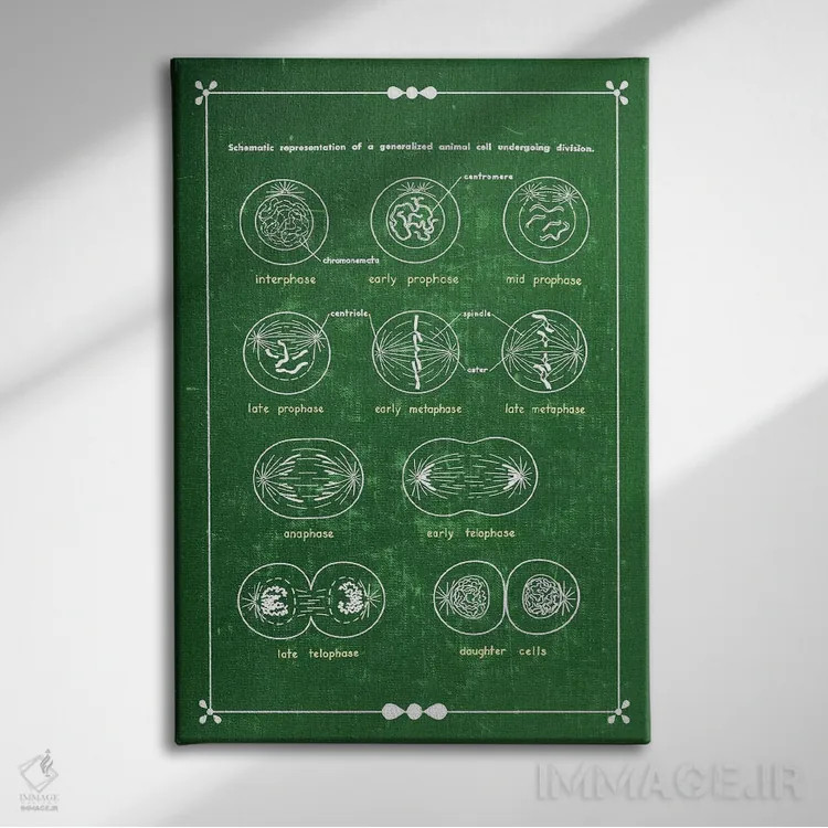 تابلو دکوراتیو تقسیم سلولی میتوز اثر چارت اسمارت دکور - نمای روبهرو روی دیوار