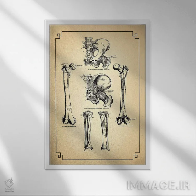 تابلو دکوراتیو استخوان های پا و اتصالات ران اثر چارت اسمارت دکور - نمای قابدار سفید