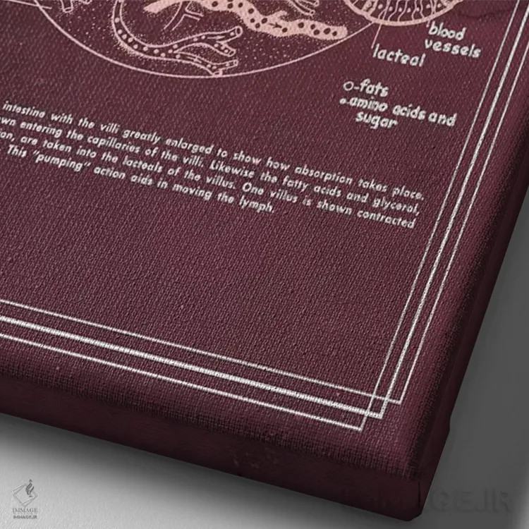 تابلو دکوراتیو آناتومی دستگاه گوارش: روده باریک اثر چارت اسمارت دکور - نمای نزدیک بافت بوم