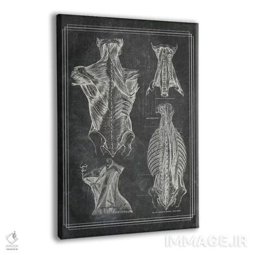 تابلو دکوراتیو عضلات کمر و گردن ۱ اثر چارت اسمارت دکور - نمای پرسپکتیو محصول