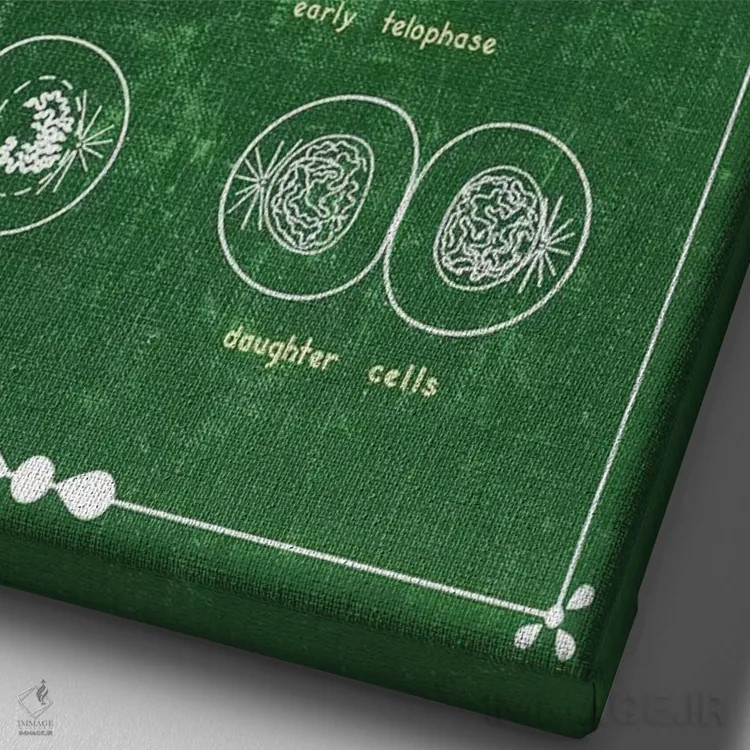 تابلو دکوراتیو تقسیم سلولی میتوز اثر چارت اسمارت دکور - نمای نزدیک بافت بوم