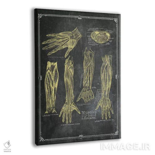 تابلو دکوراتیو عضلات بازو و دست با گچ زرد اثر چارت اسمارت دکور - نمای پرسپکتیو محصول