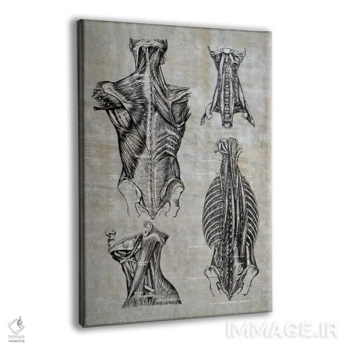 تابلو دکوراتیو عضلات کمر و گردن ۲ اثر چارت اسمارت دکور - نمای پرسپکتیو محصول