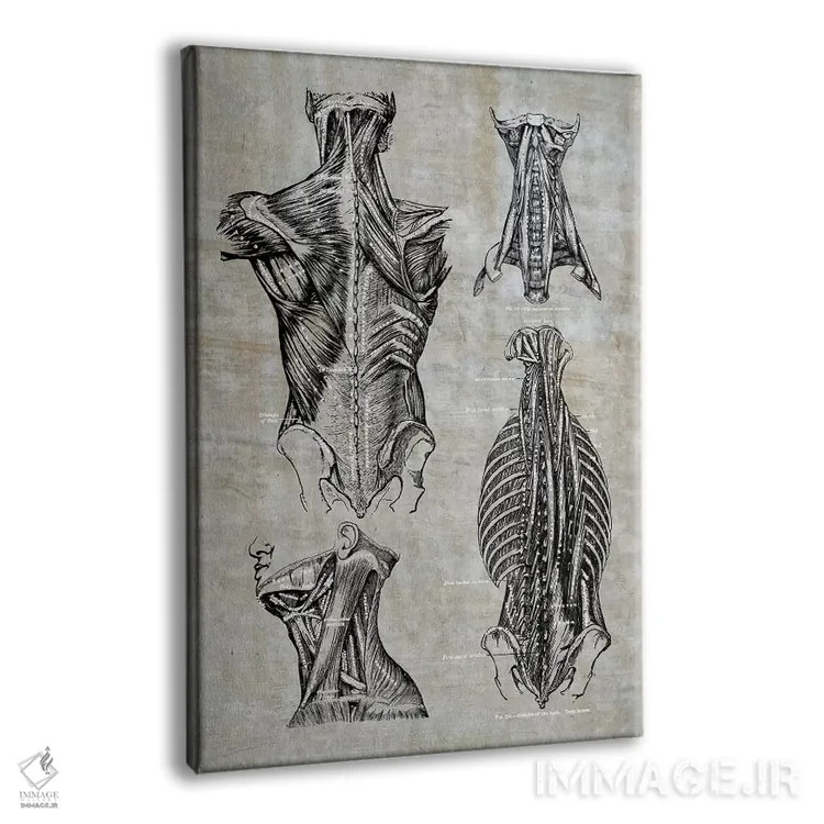 تابلو دکوراتیو عضلات کمر و گردن ۲ اثر چارت اسمارت دکور - نمای پرسپکتیو محصول