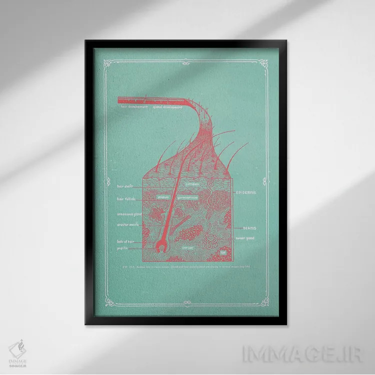 تابلو دکوراتیو لایه های پوست اثر چارت اسمارت دکور - نمای قابدار مشکی