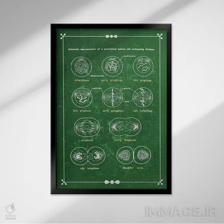 تابلو دکوراتیو تقسیم سلولی میتوز اثر چارت اسمارت دکور - نمای قابدار مشکی