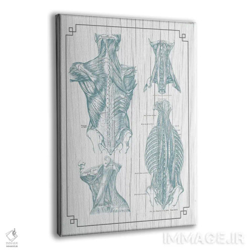 تابلو دکوراتیو عضلات کمر و گردن ۳ اثر چارت اسمارت دکور - نمای پرسپکتیو محصول