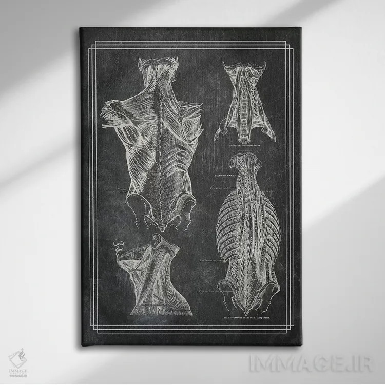 تابلو دکوراتیو عضلات کمر و گردن ۱ اثر چارت اسمارت دکور - نمای روبهرو روی دیوار