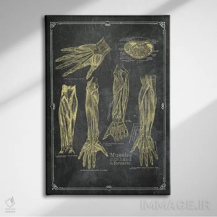 تابلو دکوراتیو عضلات بازو و دست با گچ زرد اثر چارت اسمارت دکور - نمای روبهرو روی دیوار