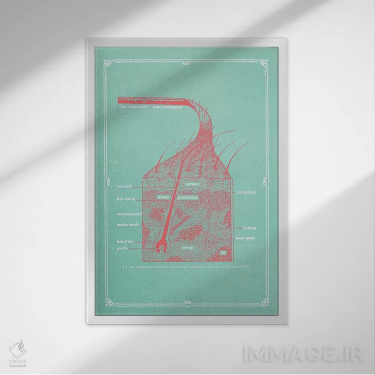 تابلو دکوراتیو لایه های پوست اثر چارت اسمارت دکور - نمای قابدار سفید