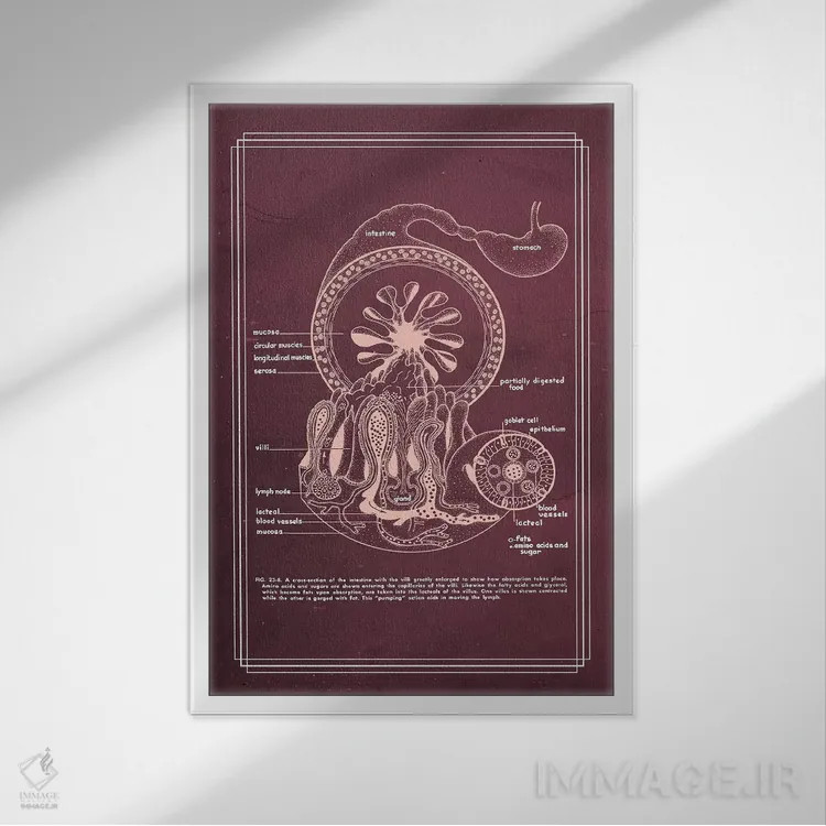 تابلو دکوراتیو آناتومی دستگاه گوارش: روده باریک اثر چارت اسمارت دکور - نمای قابدار سفید
