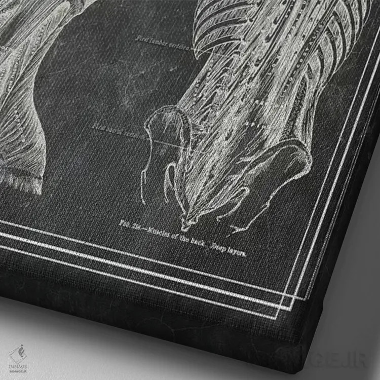 تابلو دکوراتیو عضلات کمر و گردن ۱ اثر چارت اسمارت دکور - نمای نزدیک بافت بوم