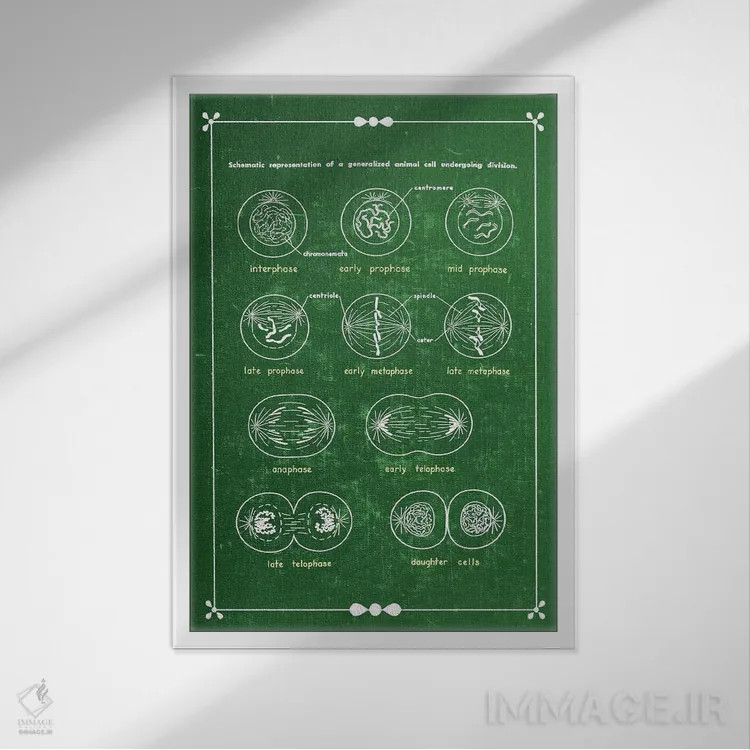 تابلو دکوراتیو تقسیم سلولی میتوز اثر چارت اسمارت دکور - نمای قابدار سفید