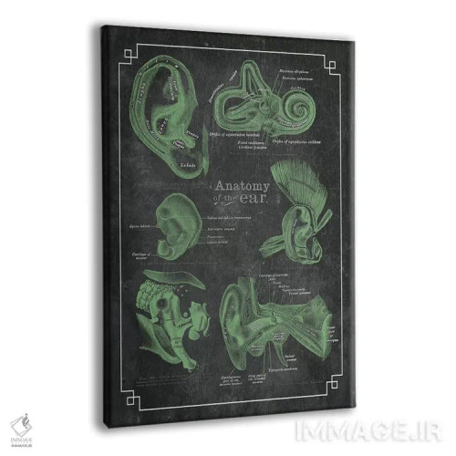 تابلو دکوراتیو آناتومی گوش اثر چارت اسمارت دکور - نمای پرسپکتیو محصول