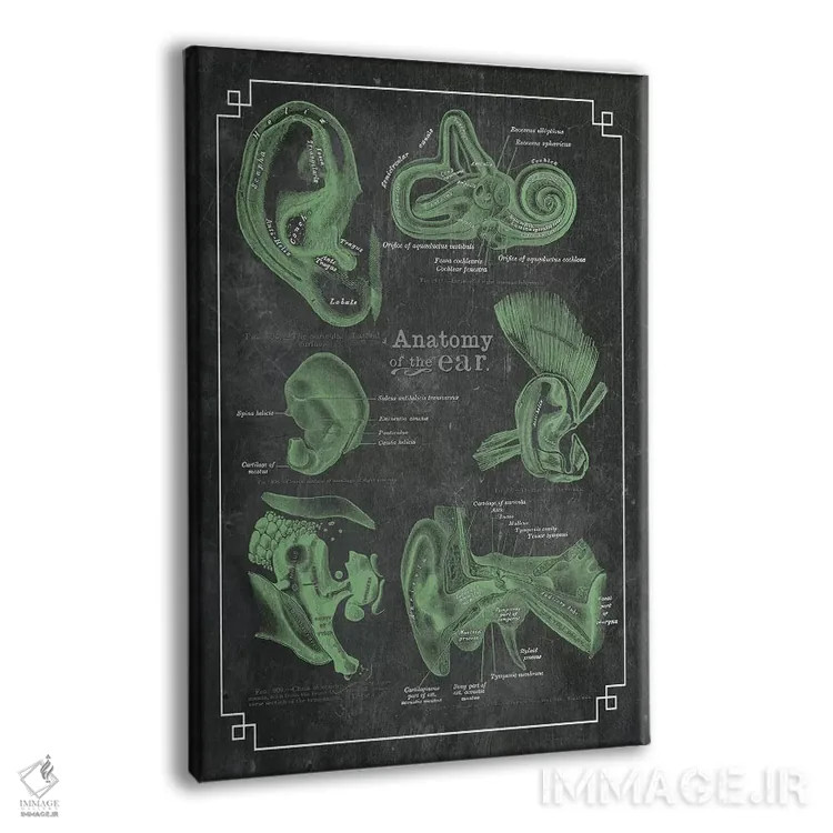 تابلو دکوراتیو آناتومی گوش اثر چارت اسمارت دکور - نمای پرسپکتیو محصول