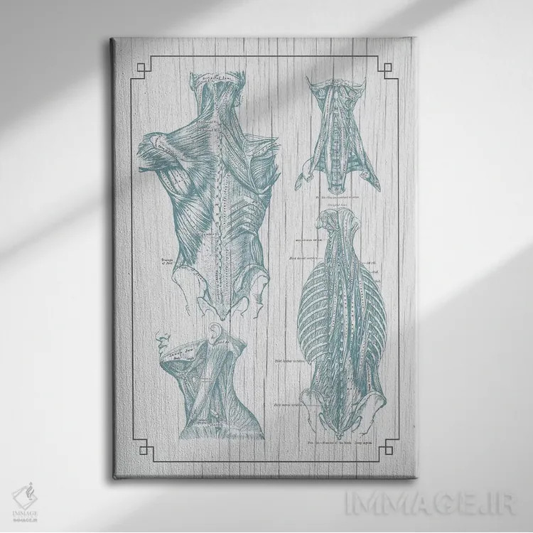 تابلو دکوراتیو عضلات کمر و گردن ۳ اثر چارت اسمارت دکور - نمای روبهرو روی دیوار