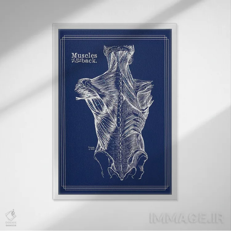 تابلو دکوراتیو عضلات کمر اثر چارت اسمارت دکور - نمای قابدار سفید