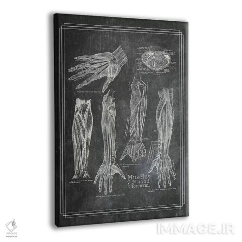 تابلو دکوراتیو عضلات ساعد و دست اثر چارت اسمارت دکور - نمای پرسپکتیو محصول