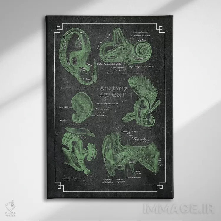 تابلو دکوراتیو آناتومی گوش اثر چارت اسمارت دکور - نمای روبهرو روی دیوار