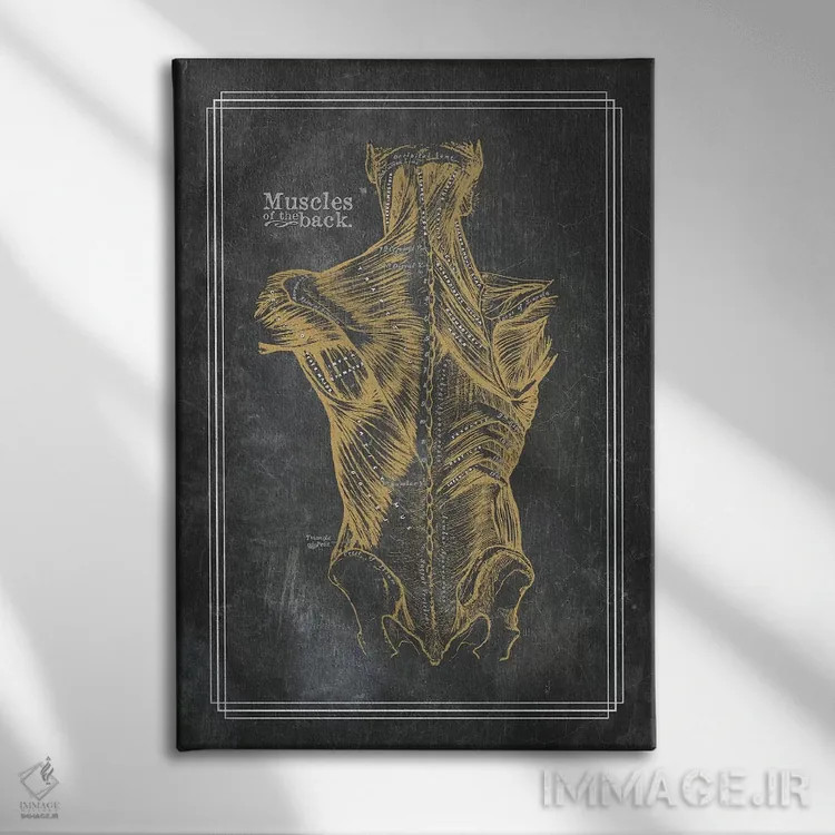 تابلو دکوراتیو عضلات کمر با برنز اثر چارت اسمارت دکور - نمای روبهرو روی دیوار