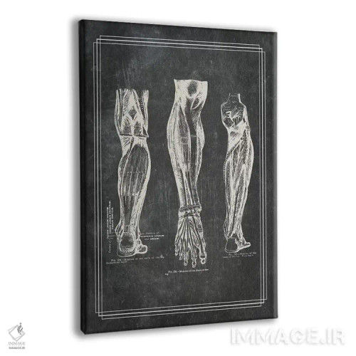 تابلو دکوراتیو عضلات ساق پا اثر چارت اسمارت دکور - نمای پرسپکتیو محصول