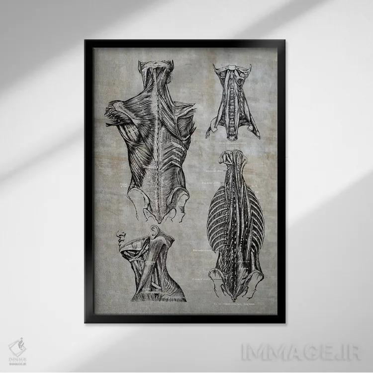 تابلو دکوراتیو عضلات کمر و گردن ۲ اثر چارت اسمارت دکور - نمای قابدار مشکی