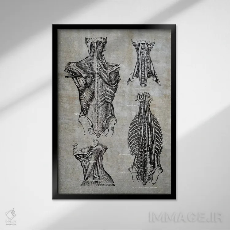 تابلو دکوراتیو عضلات کمر و گردن ۲ اثر چارت اسمارت دکور - نمای قابدار مشکی