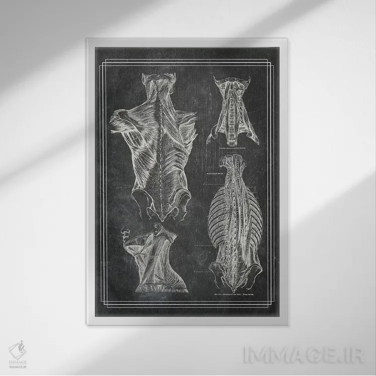 تابلو دکوراتیو عضلات کمر و گردن ۱ اثر چارت اسمارت دکور - نمای قابدار سفید