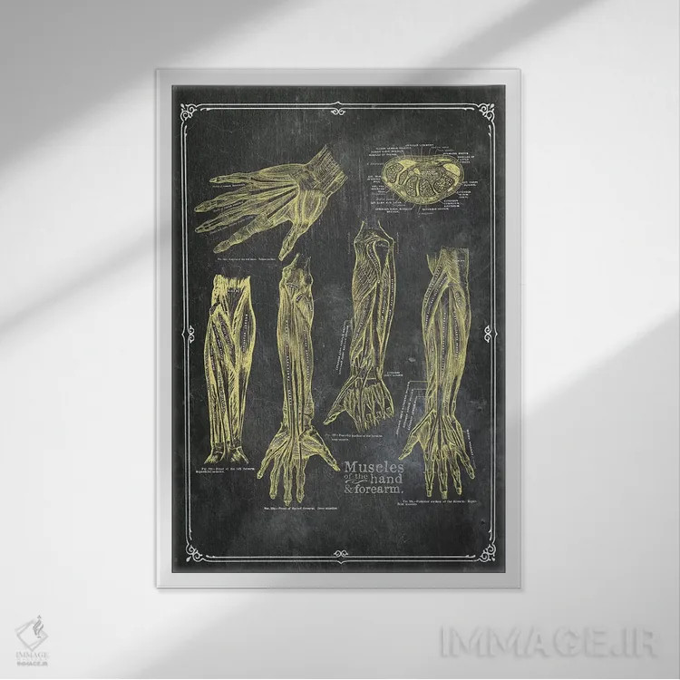 تابلو دکوراتیو عضلات بازو و دست با گچ زرد اثر چارت اسمارت دکور - نمای قابدار سفید