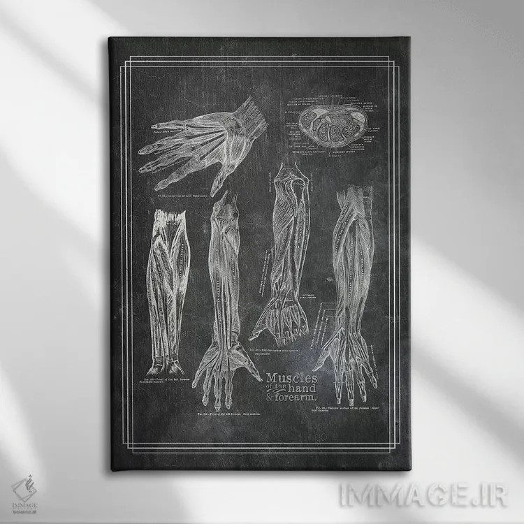 تابلو دکوراتیو عضلات ساعد و دست اثر چارت اسمارت دکور - نمای روبهرو روی دیوار