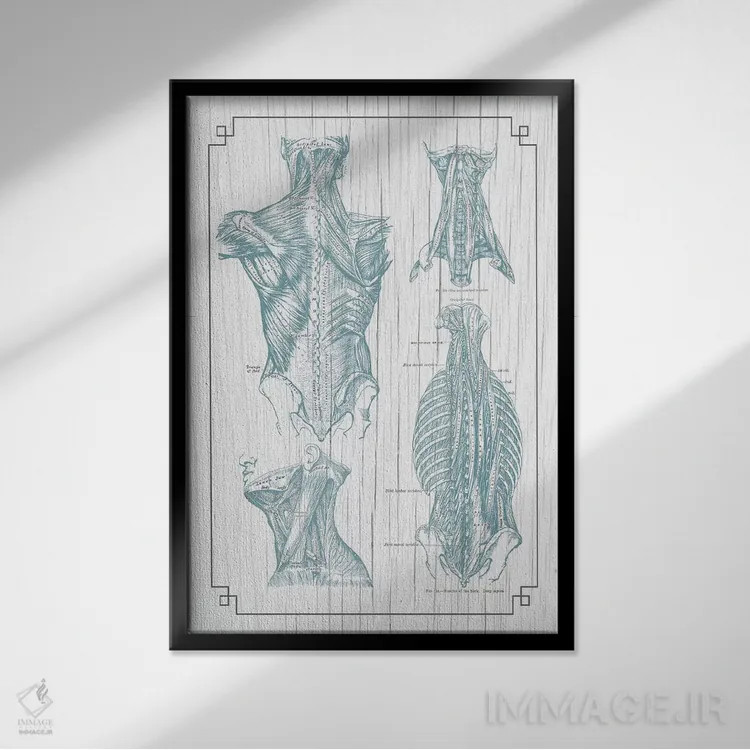 تابلو دکوراتیو عضلات کمر و گردن ۳ اثر چارت اسمارت دکور - نمای قابدار مشکی