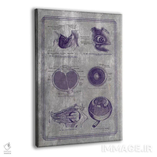 تابلو دکوراتیو آناتومی کره چشم و ساختارهای اربیتال اثر چارت اسمارت دکور - نمای پرسپکتیو محصول