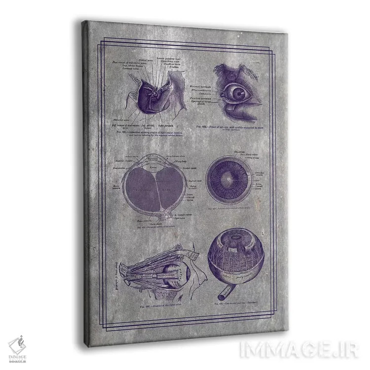 تابلو دکوراتیو آناتومی کره چشم و ساختارهای اربیتال اثر چارت اسمارت دکور - نمای پرسپکتیو محصول