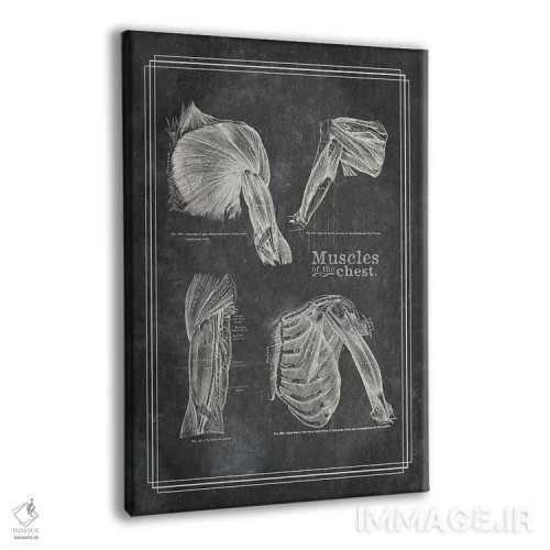 تابلو دکوراتیو عضلات شانه اثر چارت اسمارت دکور - نمای پرسپکتیو محصول