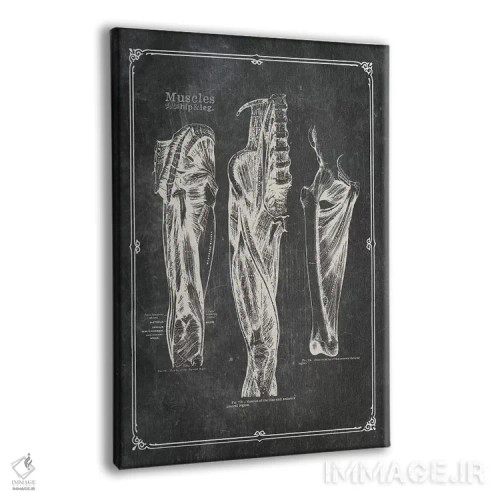 تابلو دکوراتیو عضلات ران اثر چارت اسمارت دکور - نمای پرسپکتیو محصول