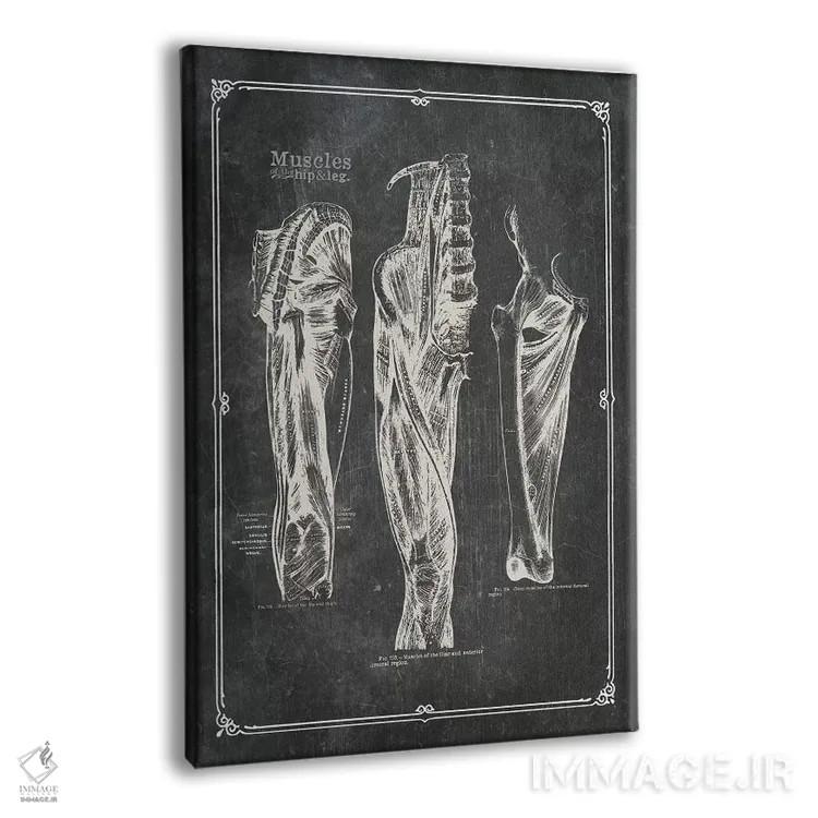 تابلو دکوراتیو عضلات ران اثر چارت اسمارت دکور - نمای پرسپکتیو محصول