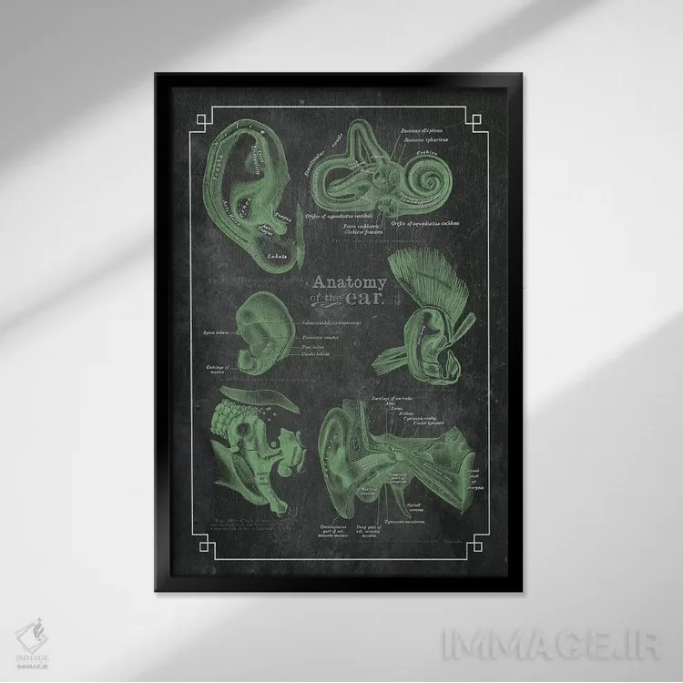 تابلو دکوراتیو آناتومی گوش اثر چارت اسمارت دکور - نمای قابدار مشکی