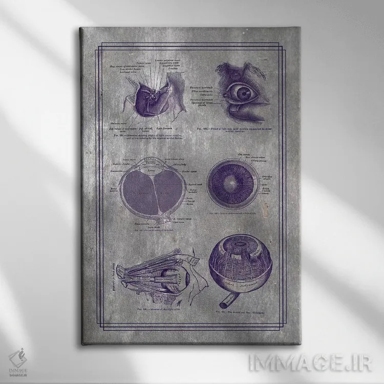 تابلو دکوراتیو آناتومی کره چشم و ساختارهای اربیتال اثر چارت اسمارت دکور - نمای روبهرو روی دیوار