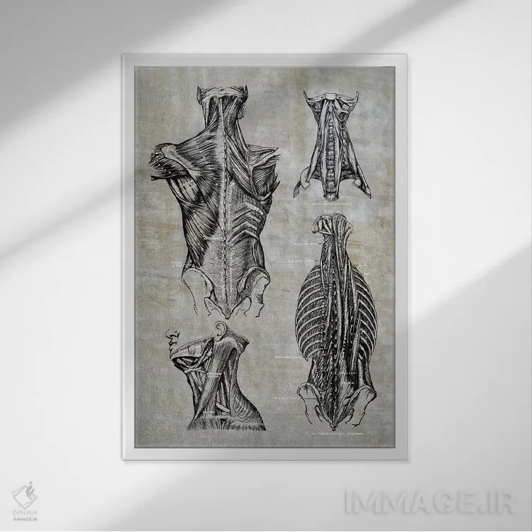 تابلو دکوراتیو عضلات کمر و گردن ۲ اثر چارت اسمارت دکور - نمای قابدار سفید