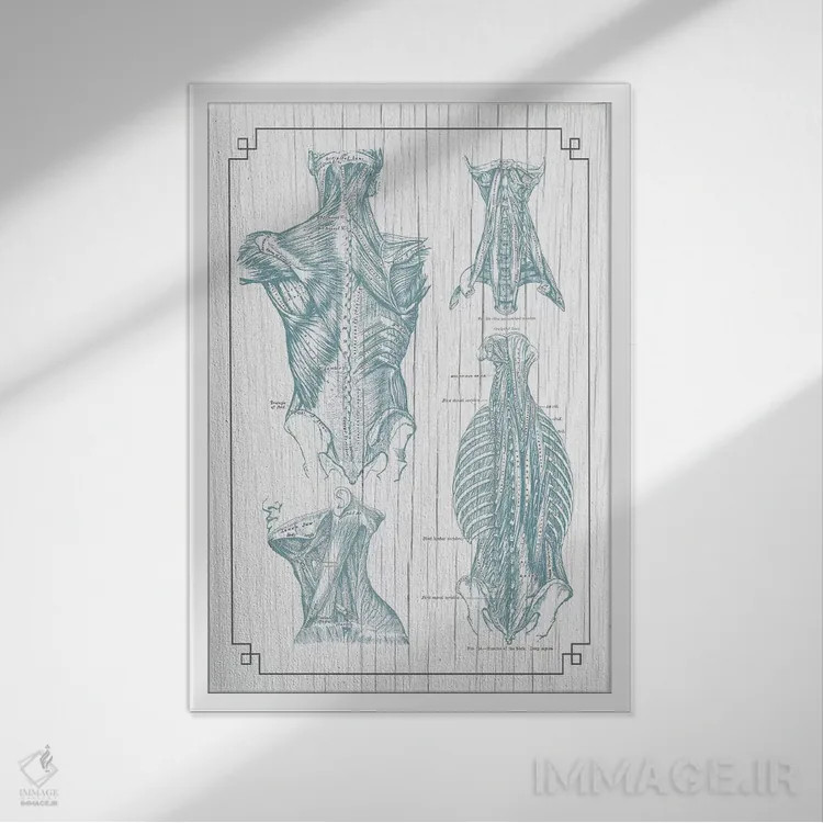 تابلو دکوراتیو عضلات کمر و گردن ۳ اثر چارت اسمارت دکور - نمای قابدار سفید