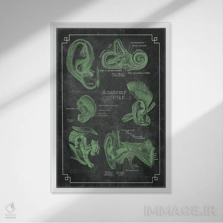 تابلو دکوراتیو آناتومی گوش اثر چارت اسمارت دکور - نمای قابدار سفید